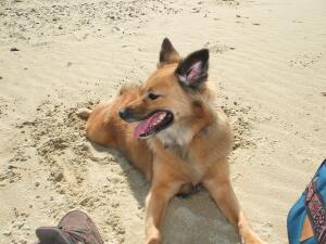 Church Dog Happy